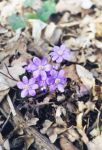 [29] przylaszczka pospolita Hepatica nobilis, fot. A. Dorda